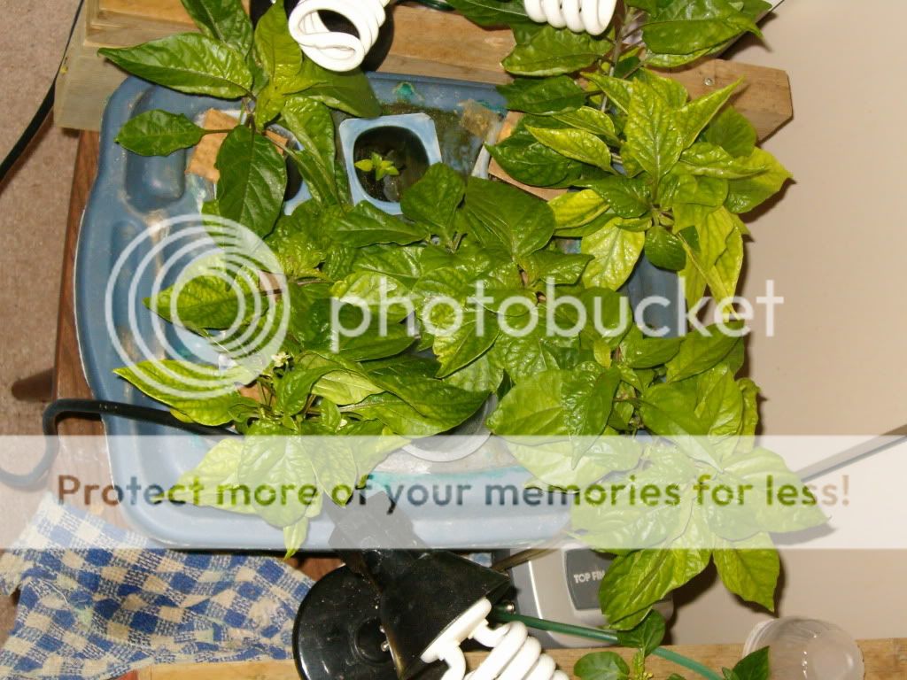 Posted Image