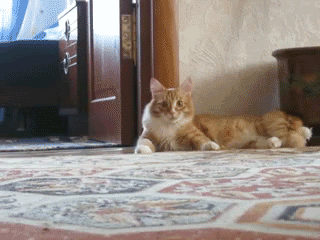 cat1.gif
