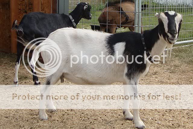 For Sale and Wanted - Goats