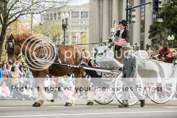 dc cherry blossom parade 2013