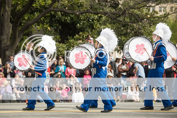 dc cherry blossom parade 2013
