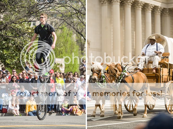 dc cherry blossom parade 2013