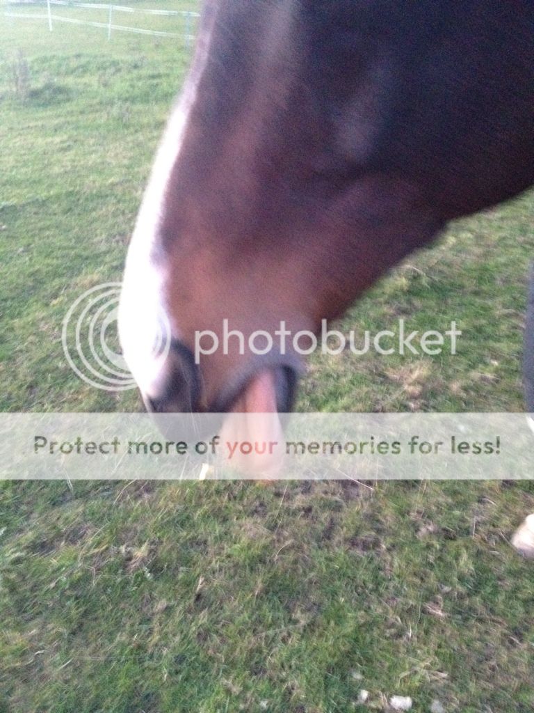 Sticking tongue out (but not when ridden) Horse and Hound Forum