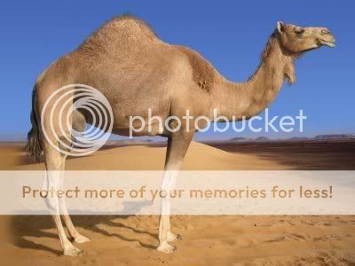 camel.jpg