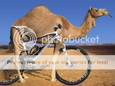 camelcopy.jpg
