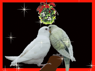 BudgieChristmas.gif