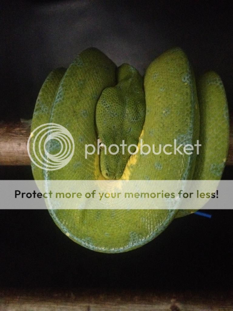 NE England - Adult pair of jayapura green tree pythons | Reptile Forums